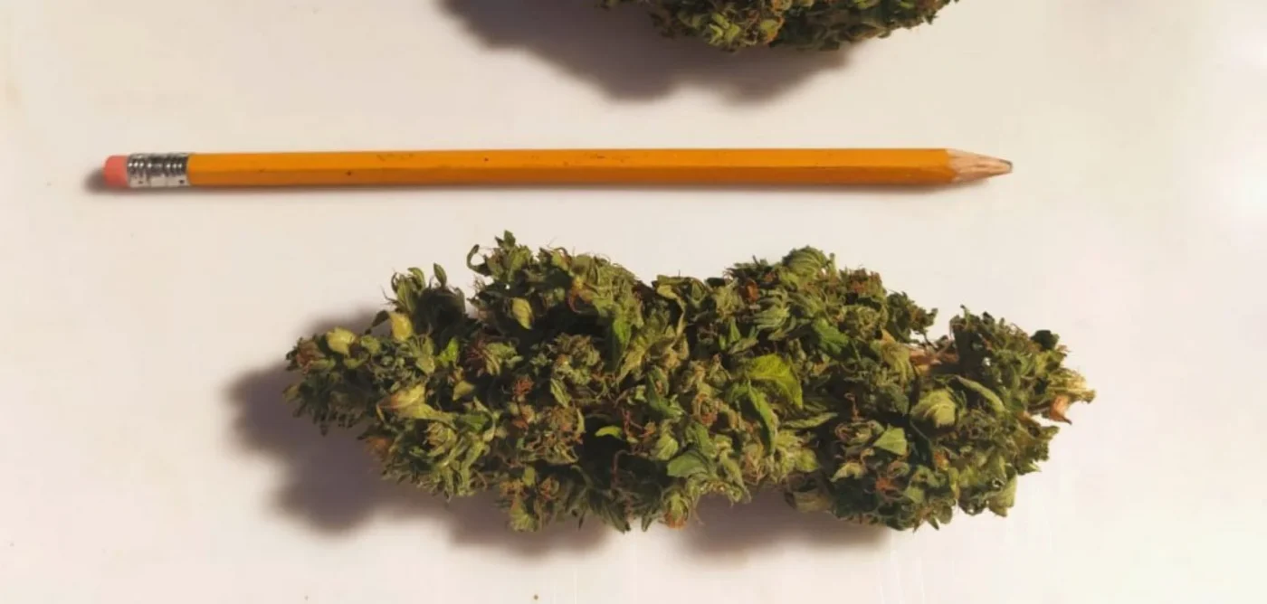 Cannabis: raggiunto il quorum delle 500 mila firme per il referendum