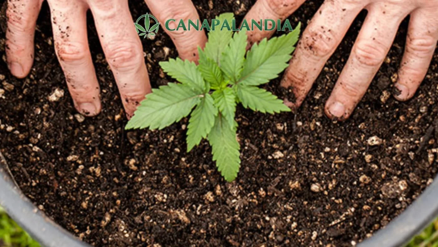 Cannabis, Online Petition for the Referendum on the Decriminalization of Cultivation