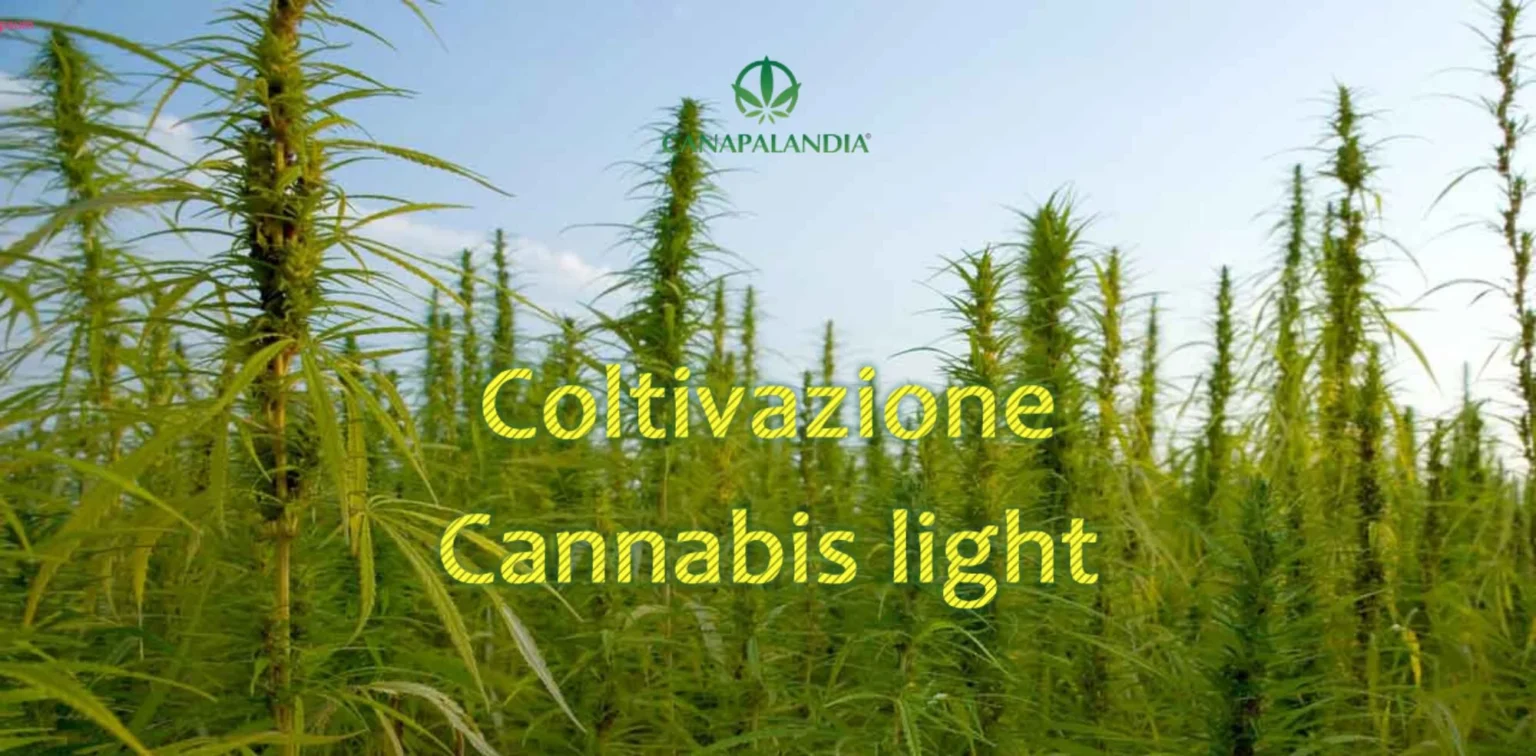 The Most Popular The Most Common Hemp Varieties for Cultivation in Italy Varieties for Cultivation in Italy