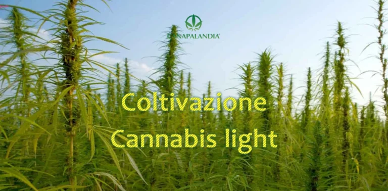 The Most Popular The Most Common Hemp Varieties for Cultivation in Italy Varieties for Cultivation in Italy