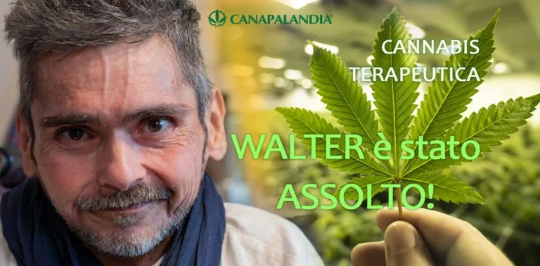 Therapeutic Cannabis: Walter De Benedetto Acquitted for Domestic Cultivation for Medical Use