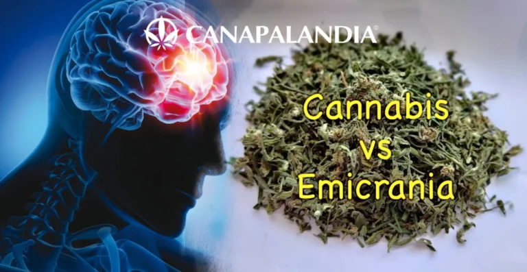 Therapeutic Cannabis for Migraines: First Clinical Trial in the US to Evaluate Efficacy