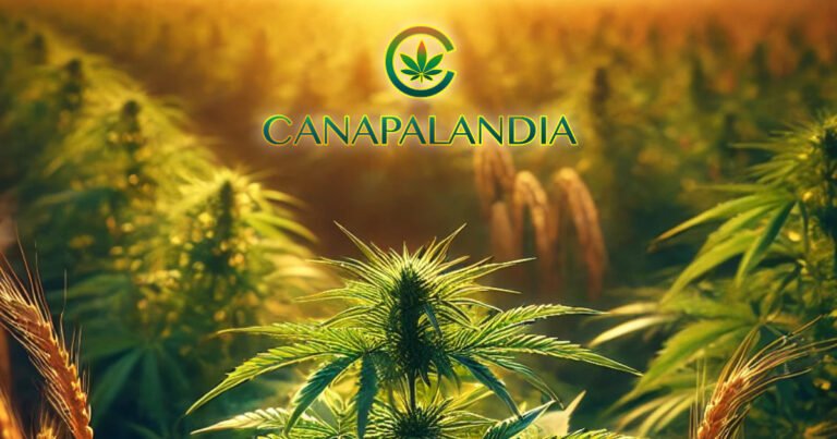 Il Ritorno di Canapalandia: Riprendiamo il Progetto del Blog