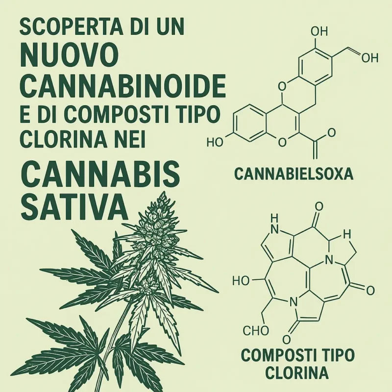 Illustrazione scientifica che mostra la pianta di Cannabis sativa, il nuovo cannabinoide cannabielsoxa e composti tipo clorina recentemente scoperti