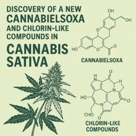 Scientific illustration of the Cannabis sativa plant showing the newly discovered cannabinoid cannabielsoxa and chlorin-like compounds