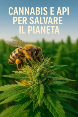 Ape su fiore di cannabis ricco di tricomi, in primo piano, con campo di canapa sullo sfondo – cannabis e api per salvare il pianeta