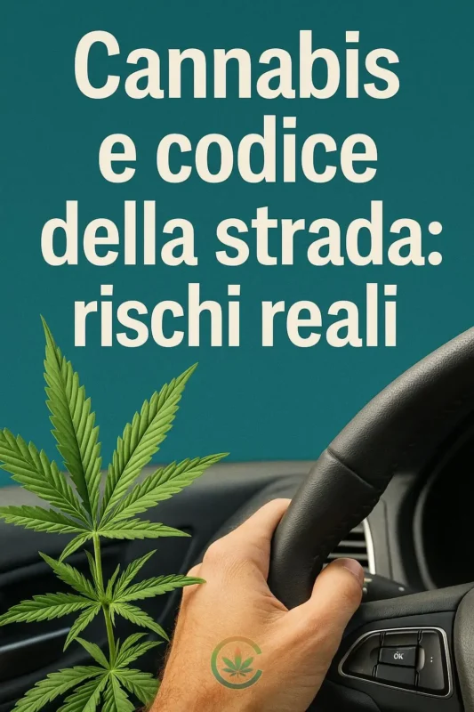 Cannabis e codice della strada: rischi reali - cannabis, codice, strada: