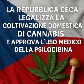 Bandiera della Repubblica Ceca con una foglia di cannabis e un fungo psilocibina, accompagnata dal testo sulla legalizzazione della coltivazione domestica di cannabis e dell’uso medico della psilocibina